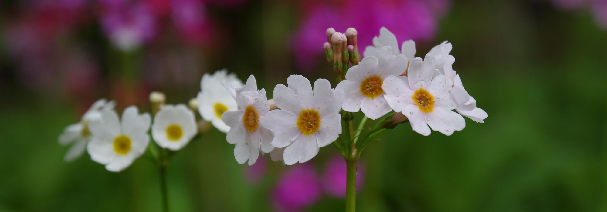 花ごよみ