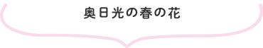 奥日光の春の花