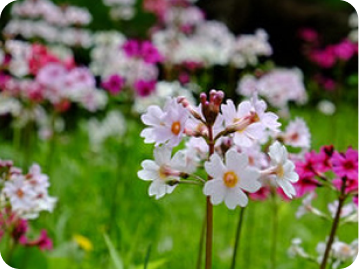 花の写真